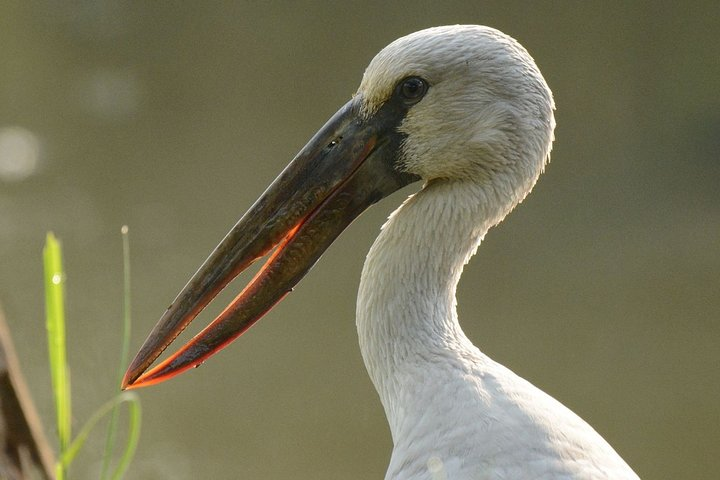 Birdwatching at Diyasaru Uyana from Mount Lavinia - Photo 1 of 10